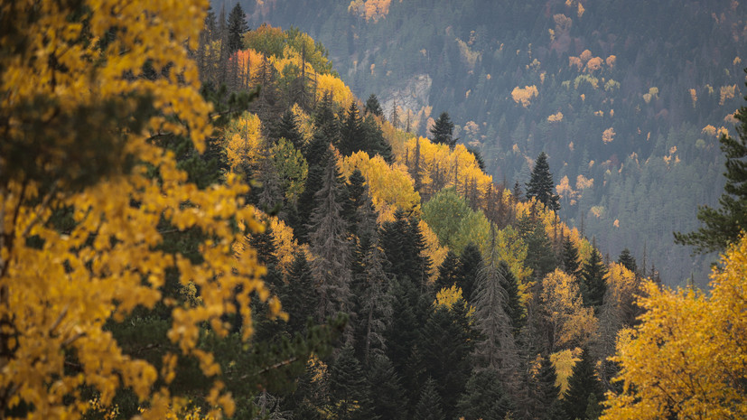 «Европа дышит нашим кислородом»: эколог — о состоянии лесов России и борьбе с насекомыми-вредителями